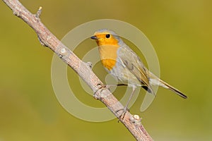 European robin, Pisco de peito ruivo, Erithacus rubecula