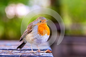 European robin posing at the edge of a table in a park