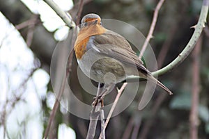 European robin at RAMSAR Plaiaundi