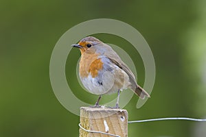 European Robin red breast photograph