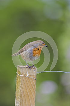 European Robin red breast photograph