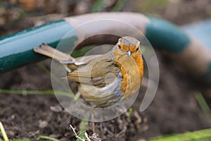 European Robin red breast photograph