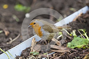 European Robin red breast photograph