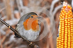 European robin redbreast