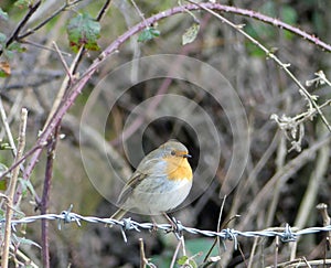 Robin on barbed wire surrounded by thorns