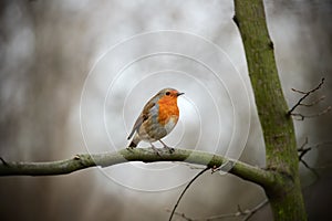 European Robin Redbreast perching on a branch