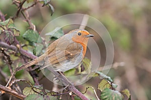 European Robin, Robin, Erithacus rubecula