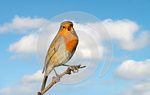 European Robin singing against blue sky