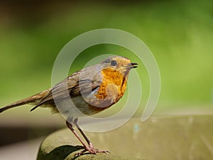 The European robin singing on the flowerpot