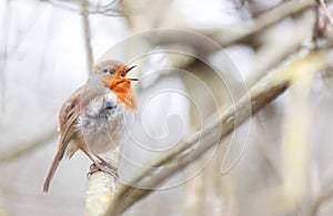 European Robin singing in spring