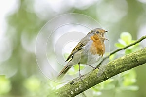 European robin singing on tree branch