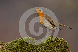 European robin sitting in a branch covered withe green moss from side view