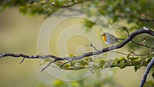 European robin sitting on branch in forest in summer
