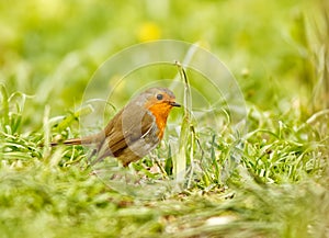 European robin sitting on the grass.