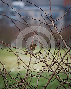 European robin sitting on leafless twigs during winter in Sweden
