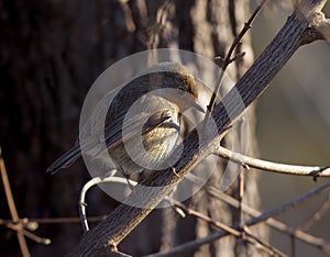 European robin sitting on the tree in the woods.