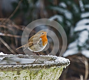 European Robin in snow