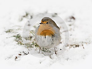 European robin in snow