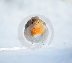 European Robin