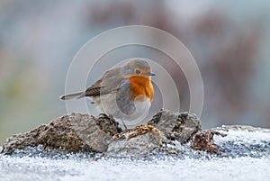 European robin on the snowy ground