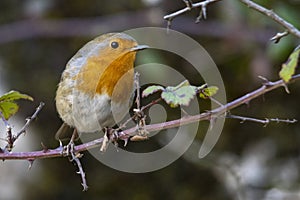 The European robin is a species of passerine bird in the Muscicapidae family.