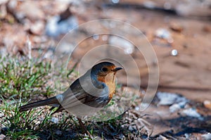 The European robin is a species of passerine bird in the Muscicapidae family.