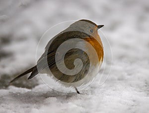 European robin standing on one leg in snow