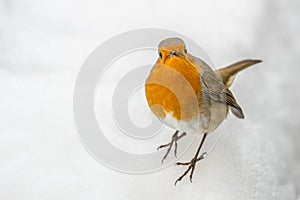 European Robin Standing on Snow, Looking into Camera