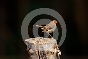 An European robin on a tree stump