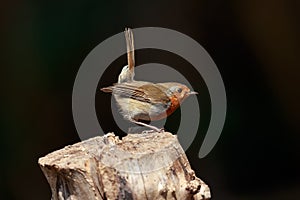 An European robin on a tree stump