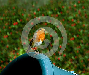 European Robin on trug