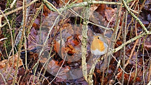 European robin in wintertime, England