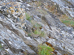 A European rock pipit Anthus petrosus searches for food among the sparse vegetation on the coastal rocks