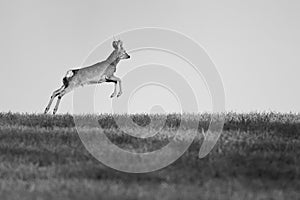 European roe buck running in the meadow