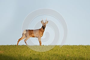 European roe buck in the wild