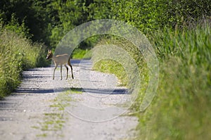 European roe deer