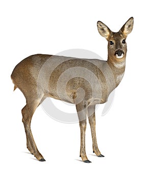 European Roe Deer, Capreolus capreolus