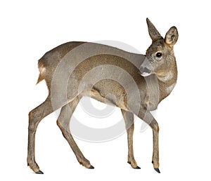 European Roe Deer, Capreolus capreolus