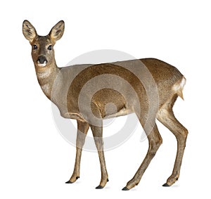 European Roe Deer, Capreolus capreolus