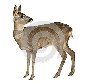 European Roe Deer, Capreolus capreolus