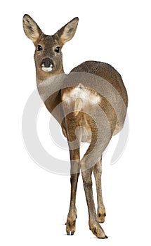 European Roe Deer, Capreolus capreolus