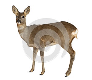 European Roe Deer, Capreolus capreolus