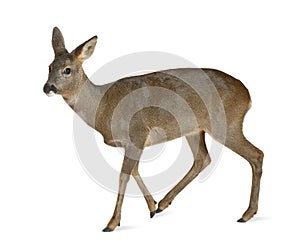 European Roe Deer, Capreolus capreolus, 3 years