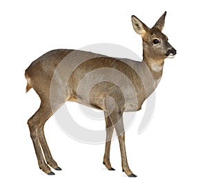 European Roe Deer, Capreolus capreolus, 3 years