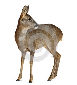 European Roe Deer, Capreolus capreolus, 3 years