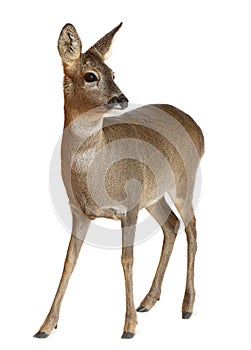 European Roe Deer, Capreolus capreolus, 3 years