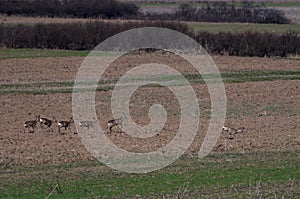 European roe deer Capreolus capreolus following their leader