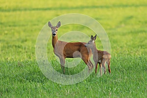 European roe deer, Capreolus capreolus, in green meadow. Doe and fawn standing in grass and grazing. Wild animals in nature