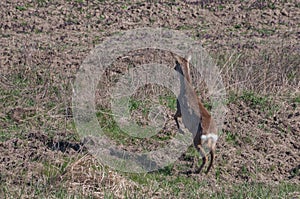 European roe deer Capreolus capreolus jumping in order escape