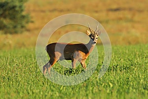 European roe deer, Capreolus capreolus, at sunset. Majestic buck standing in meadow during rut season. Wild animal in nature